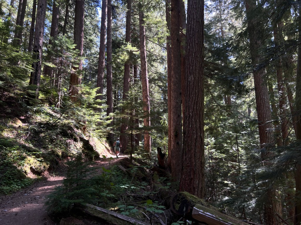 Well maintained clear forest trail conditions on the lower half of the Garibaldi Lake hike from Rubble Creek in May
